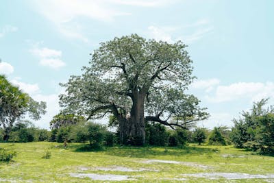 Unveiling the Secret Superfood: The Nutritional Powerhouse of Baobab Fruit Pulp